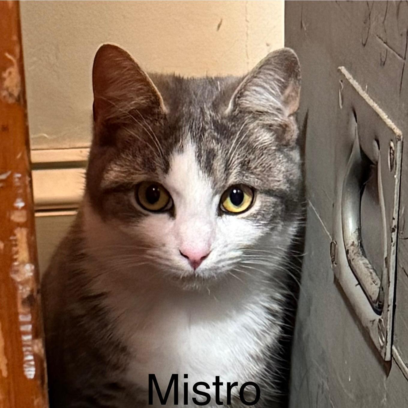 Mistro