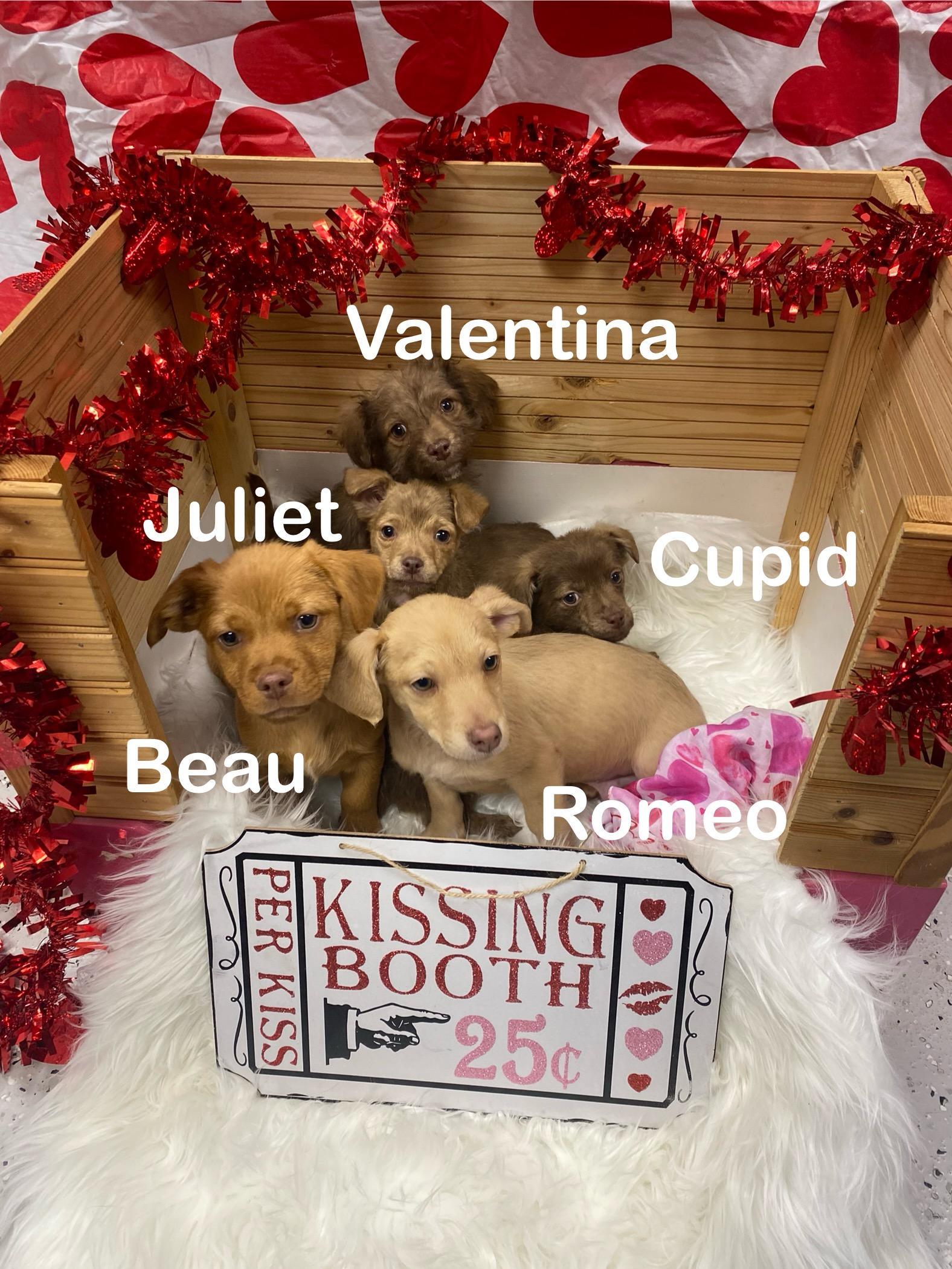 Valentines Puppies