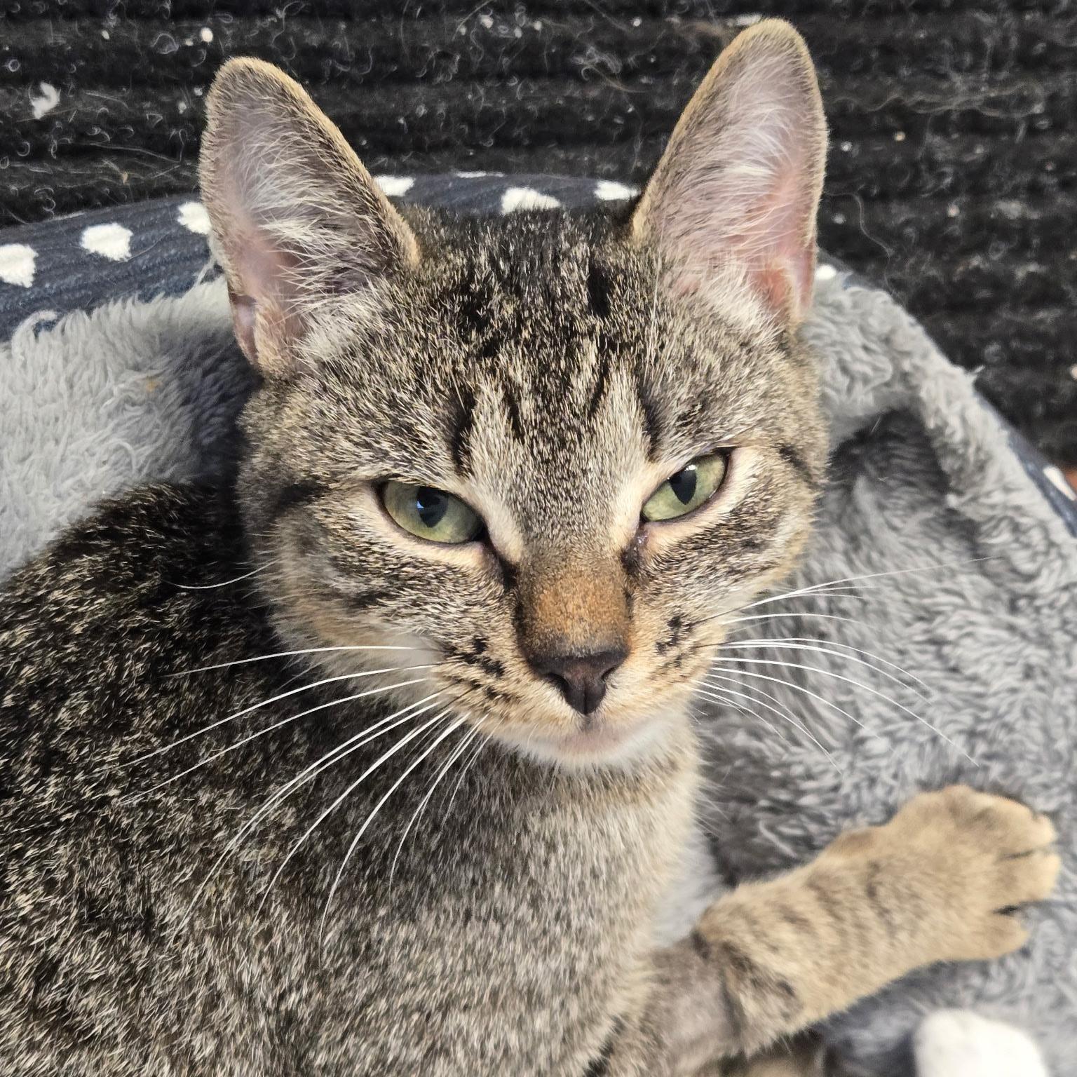 Pepper Special Needs: