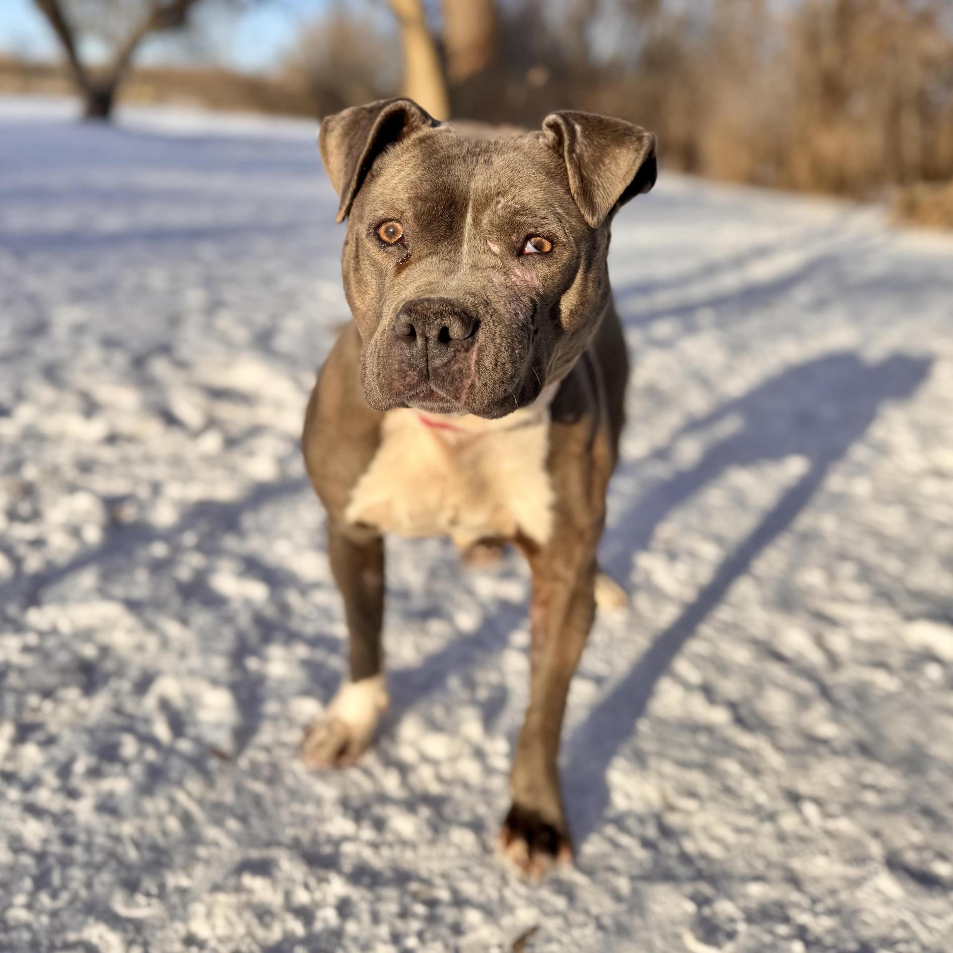 An adult medium-sized female Gray / Blue / Silver American Bully dog named Mary Kate for adoption in Midland, MI