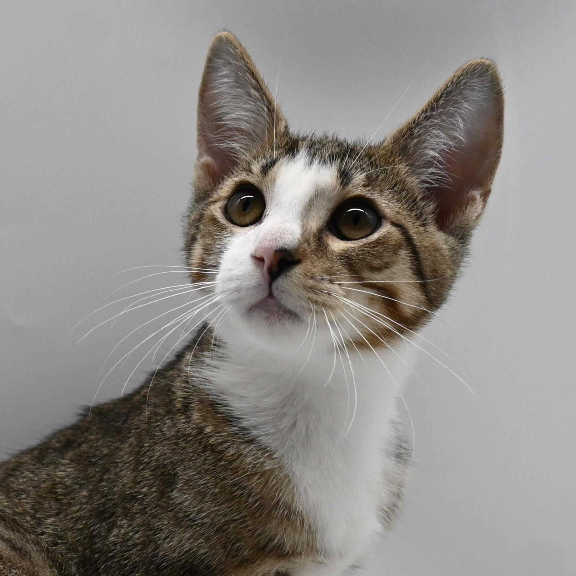 A baby medium-sized male Tabby (Buff / Tan / Fawn) Domestic Short Hair cat named Jude for adoption in Mobile, AL