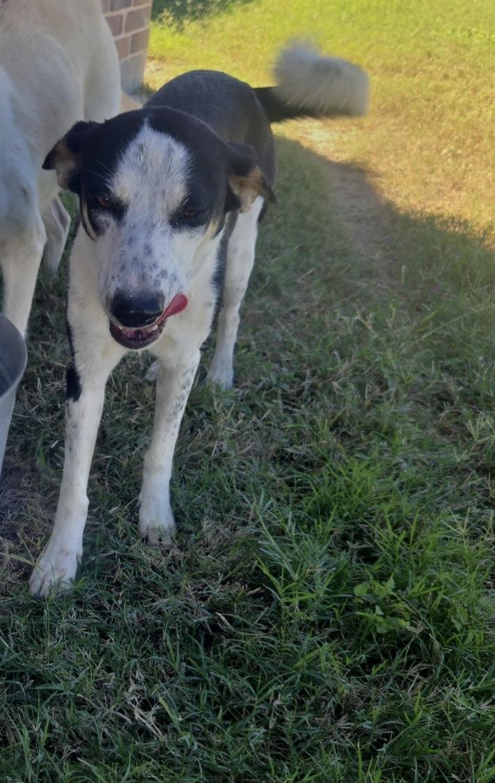 A young medium-sized female Labrador Retriever dog named Mia for adoption in Harlingen, TX