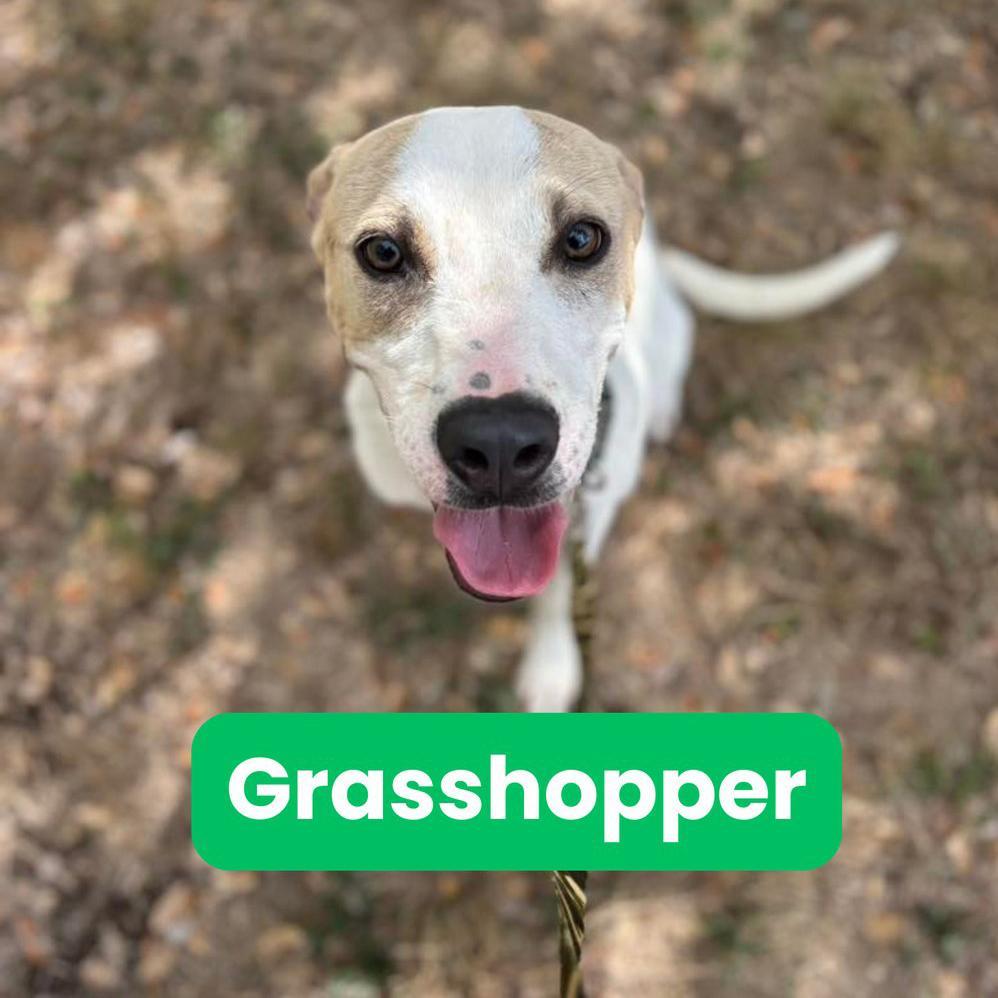 A baby medium-sized male White / Cream Pit Bull Terrier dog named Grasshopper for adoption in Houston, TX