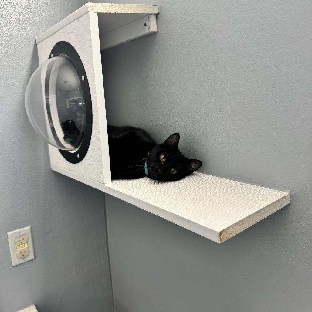 A young medium-sized female Black Domestic Short Hair cat named Duwana Eureka Petsense for adoption in Union, MO