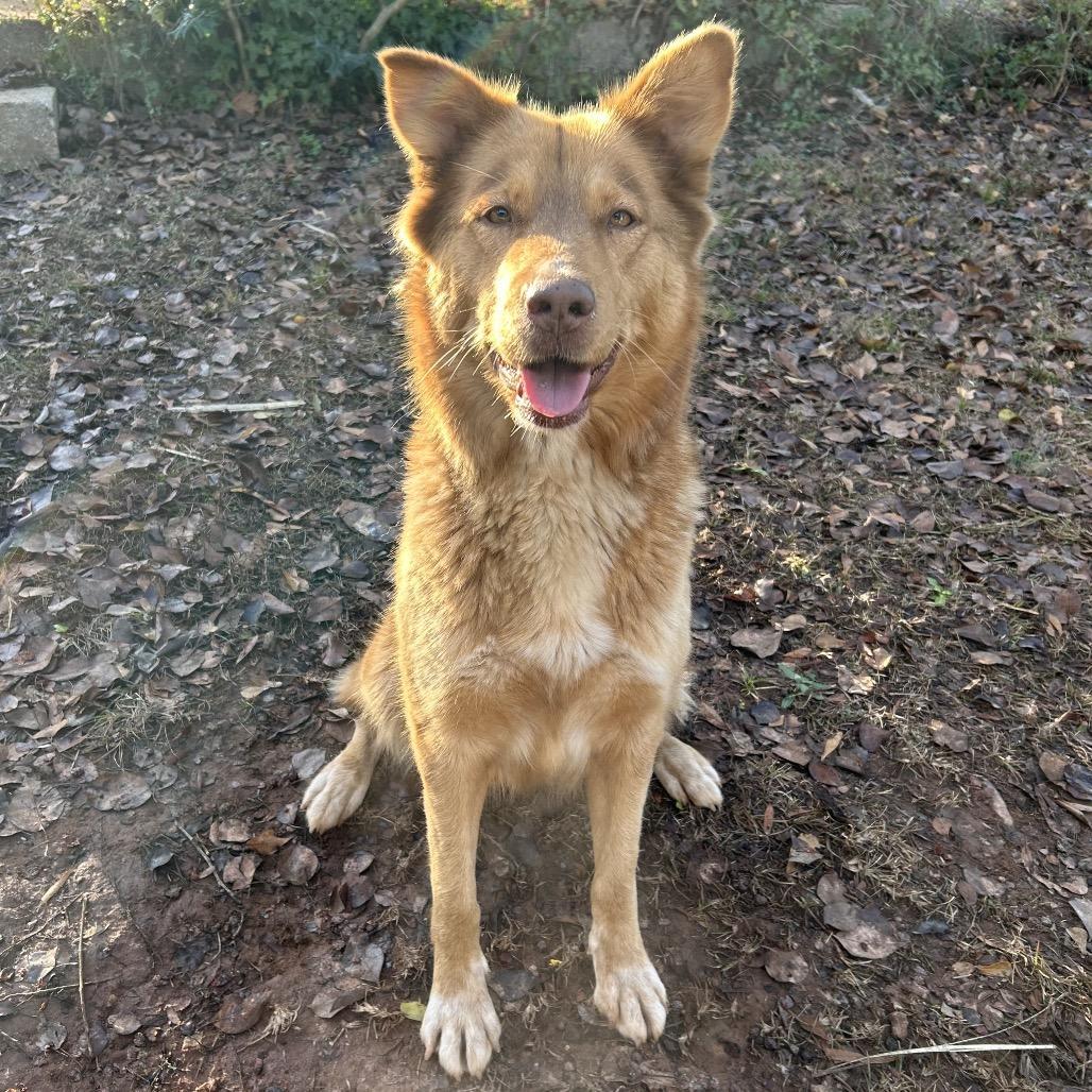 An adult large-sized female Red / Chestnut / Orange Mixed Breed dog named Willa for adoption in Columbiana, AL