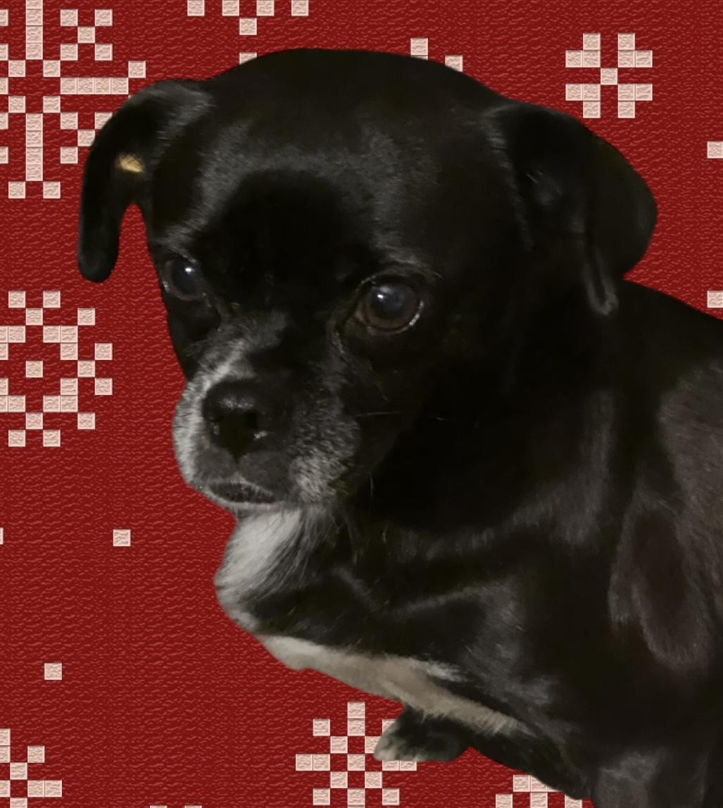 Pugly