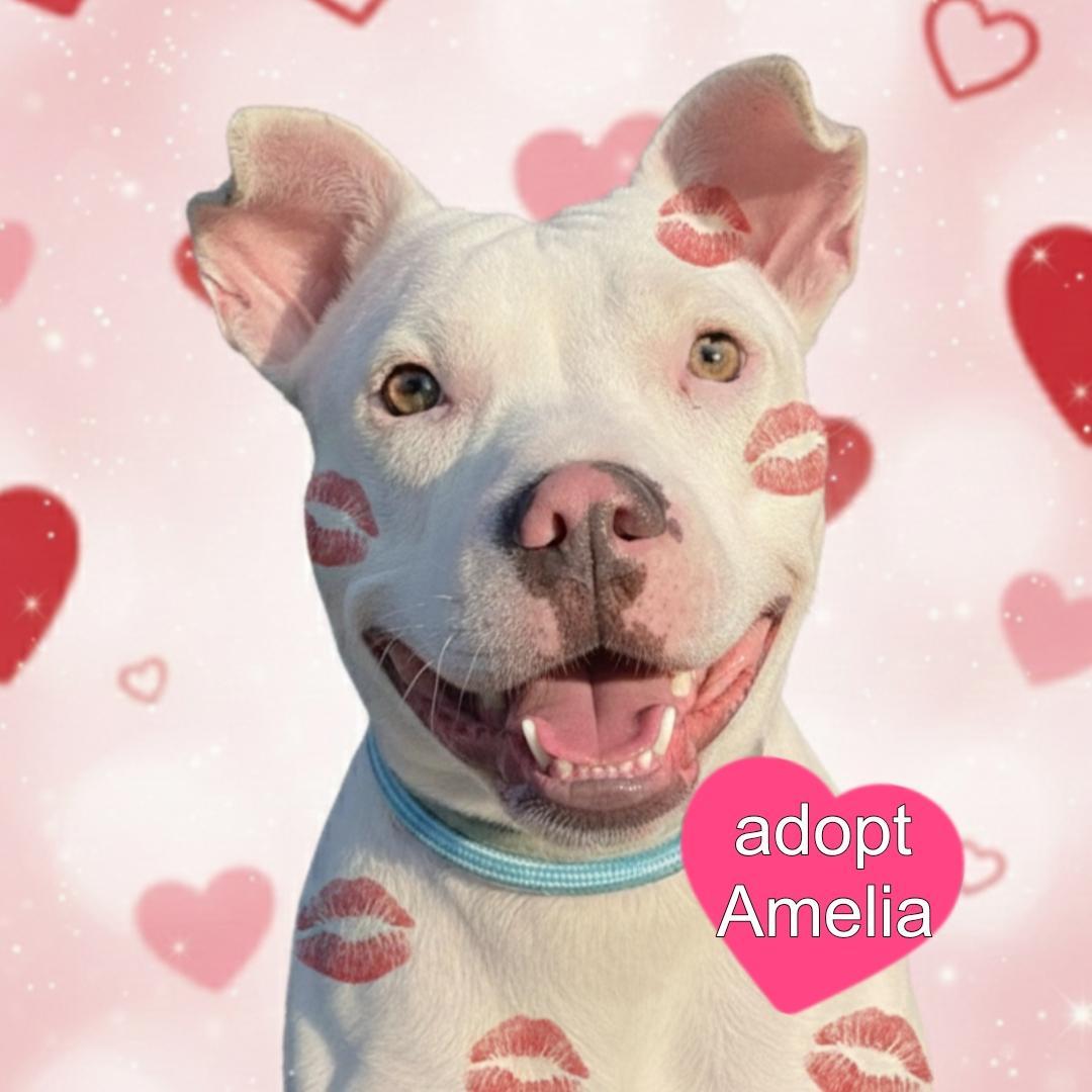 A young medium-sized female Pit Bull Terrier dog named Amelia for adoption in Plainfield, IL
