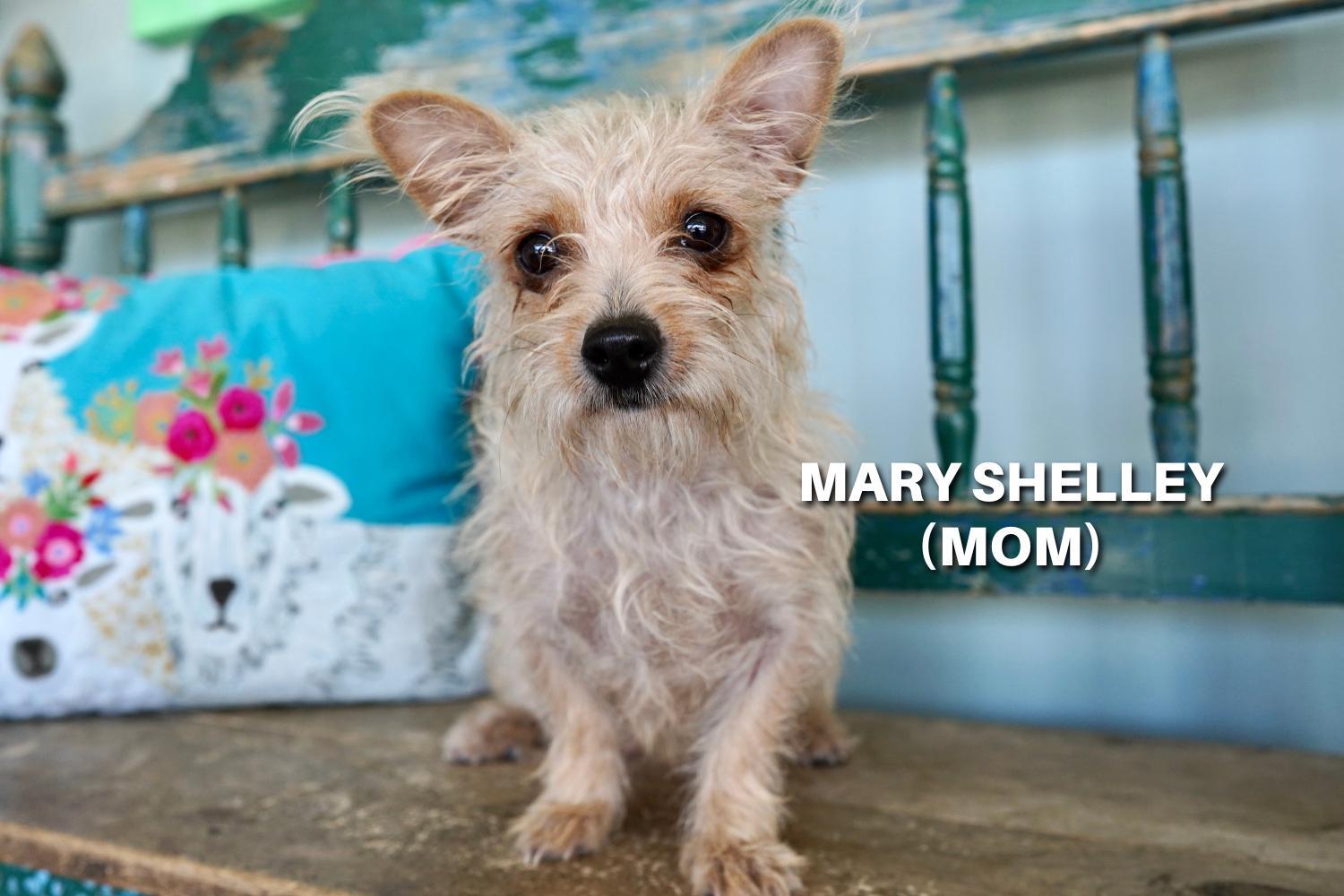 Frankenstein photo 1