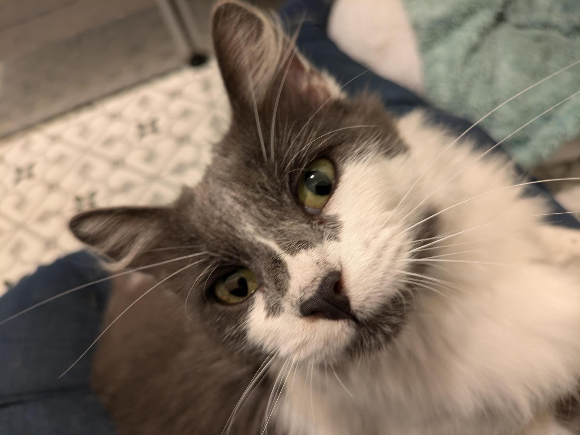 Dottie