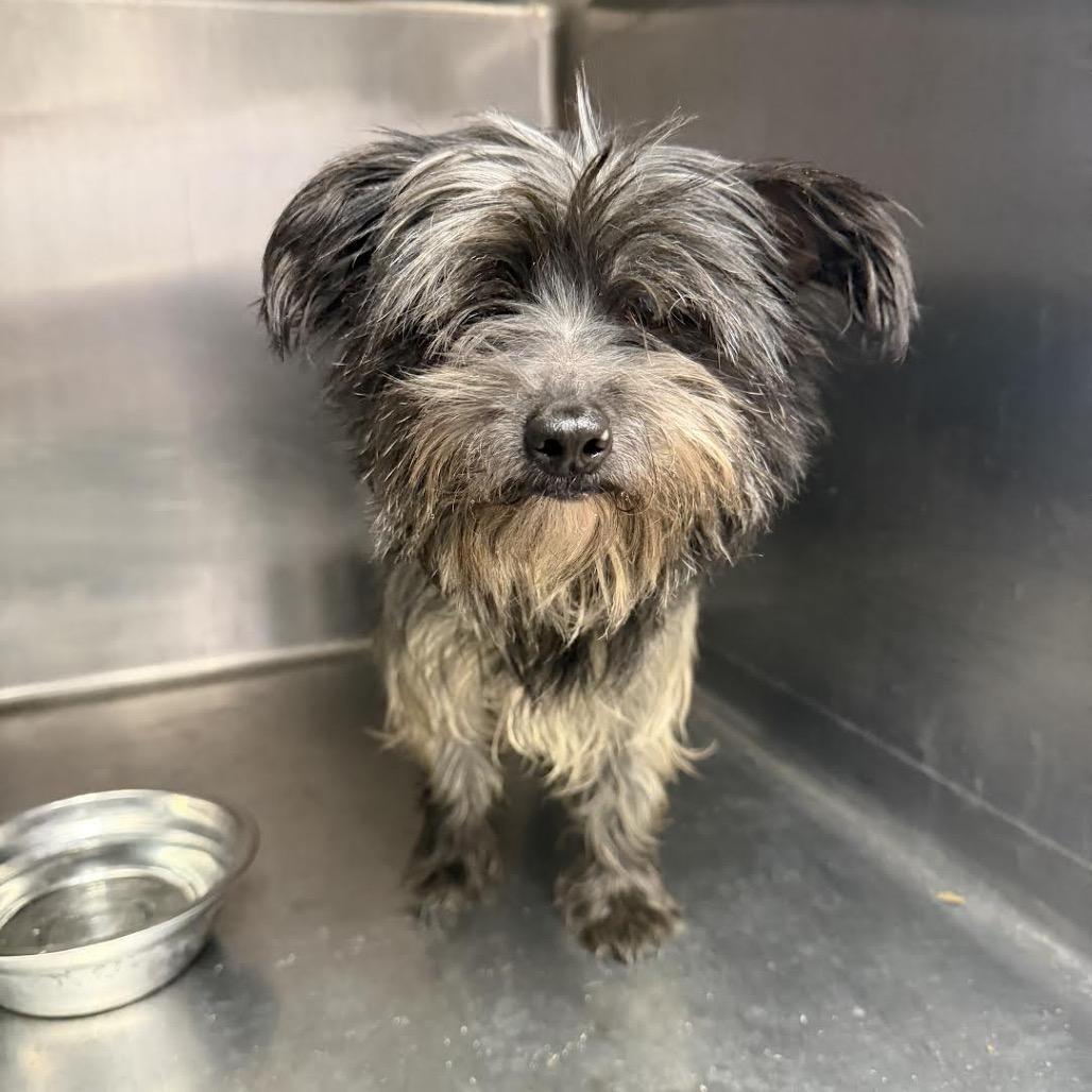 Marceline The Vampire Queen