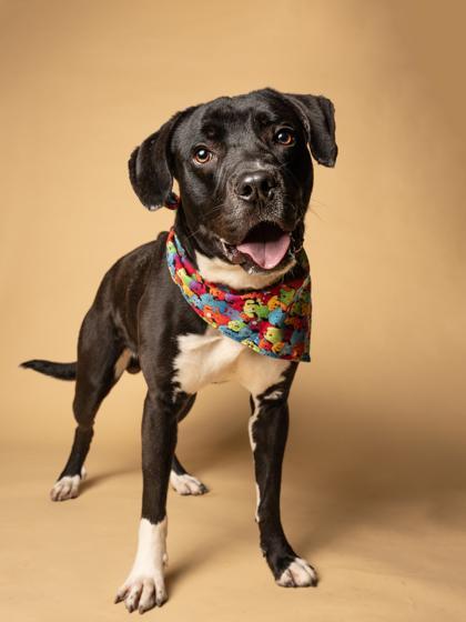An adult medium-sized male Pit Bull Terrier dog named Destiny for adoption in Atlanta, GA