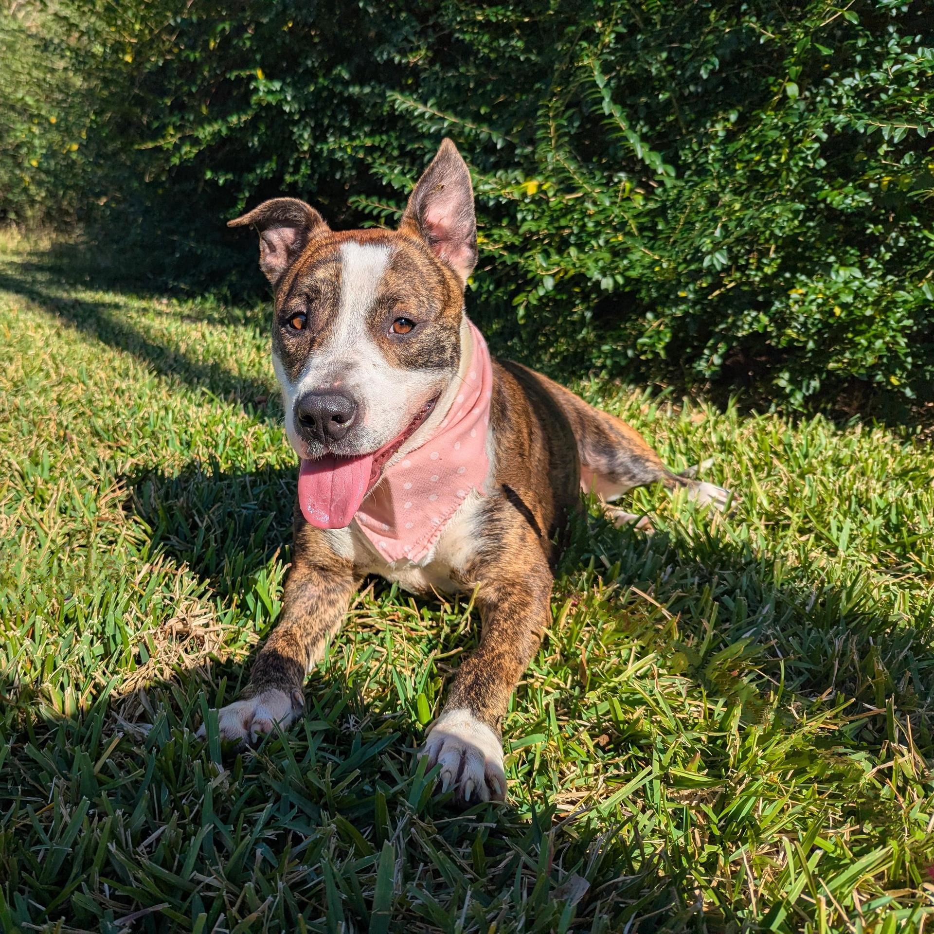 An adult medium-sized female Terrier dog named Blossom for adoption in angleton, TX