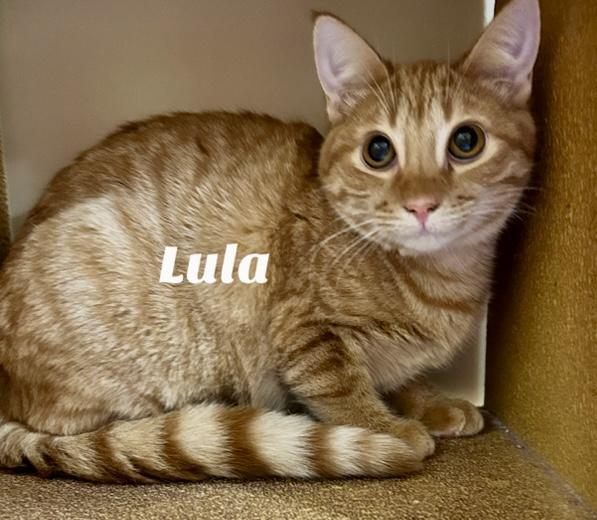 Lula