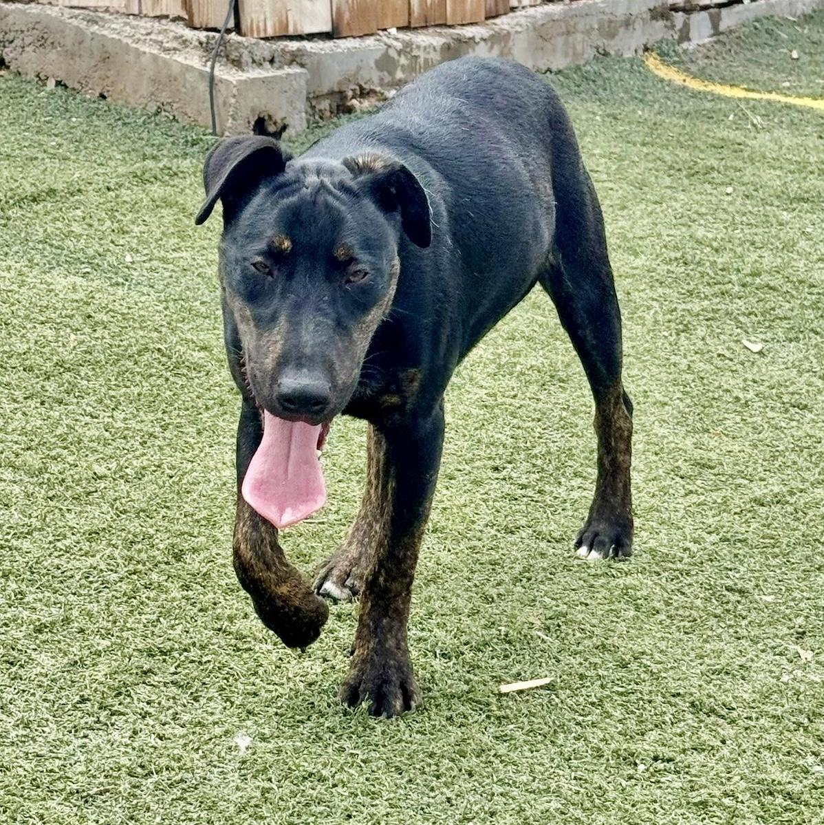 A young medium-sized male Black Bull Terrier dog named Harvey for adoption in Longview, TX