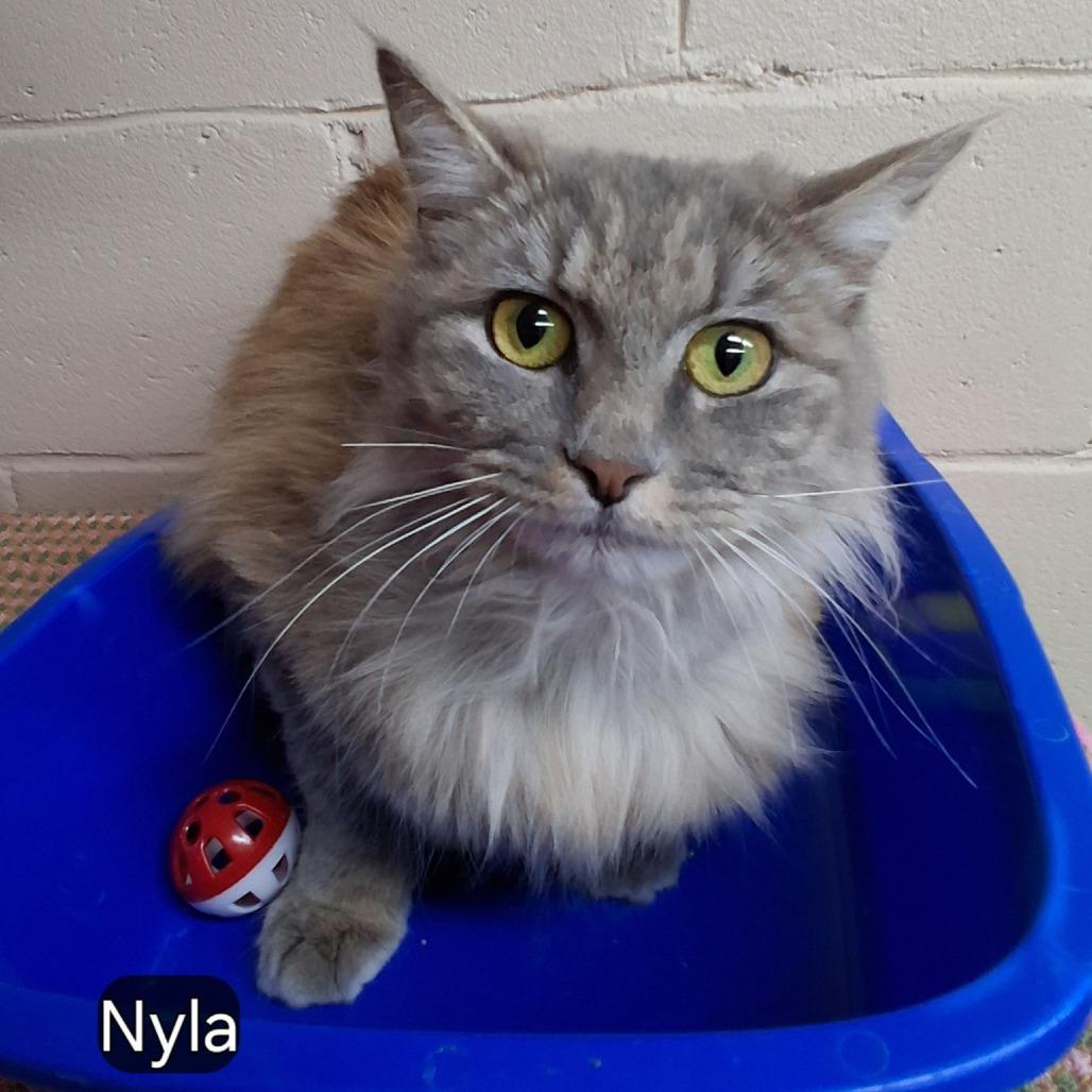 Nyla