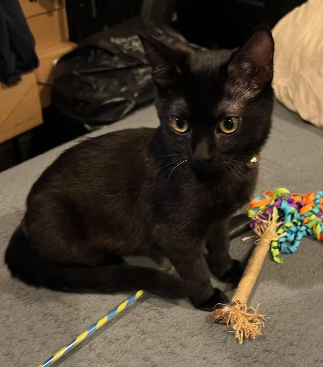 Enzo Kuykendahl Petsmart