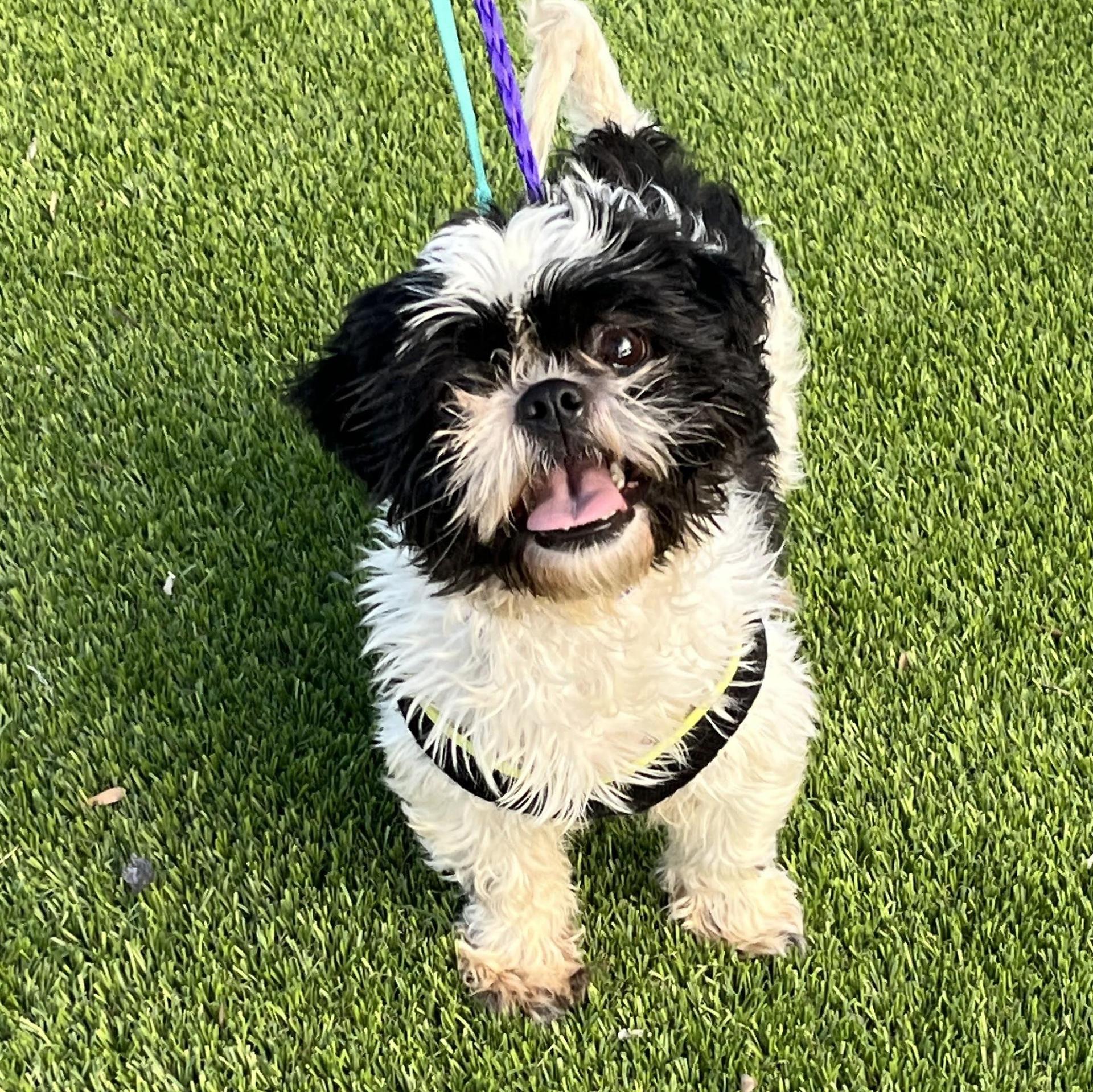 An adult small-sized female Shih Tzu dog named Penelope for adoption in Austin, TX