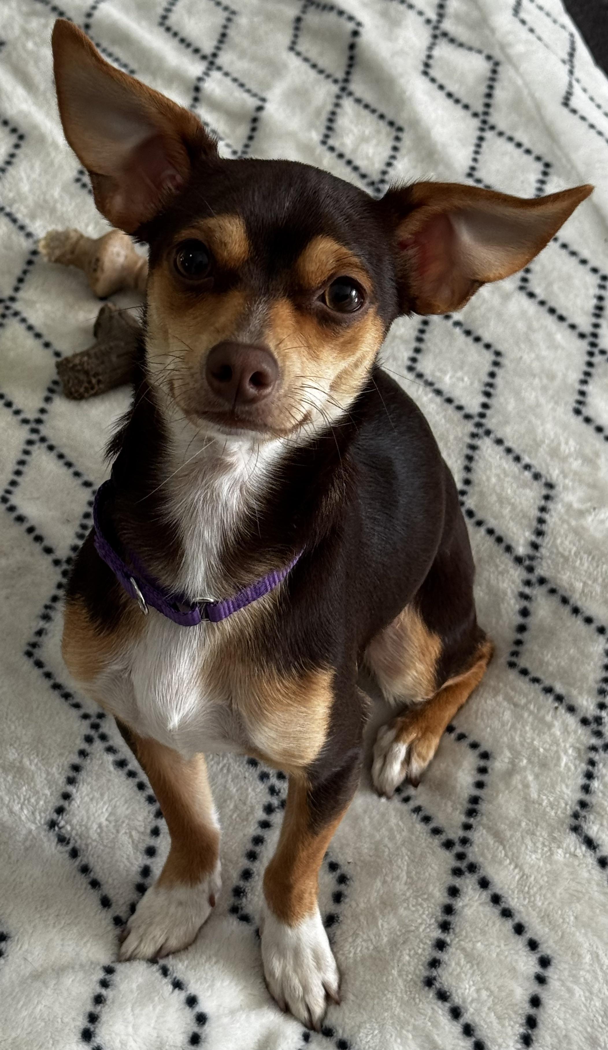 Little French Brioche!!!