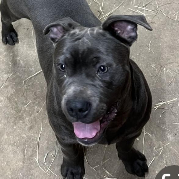 A young medium-sized male Gray / Blue / Silver Pit Bull Terrier dog named Stevie for adoption in Zuni, VA