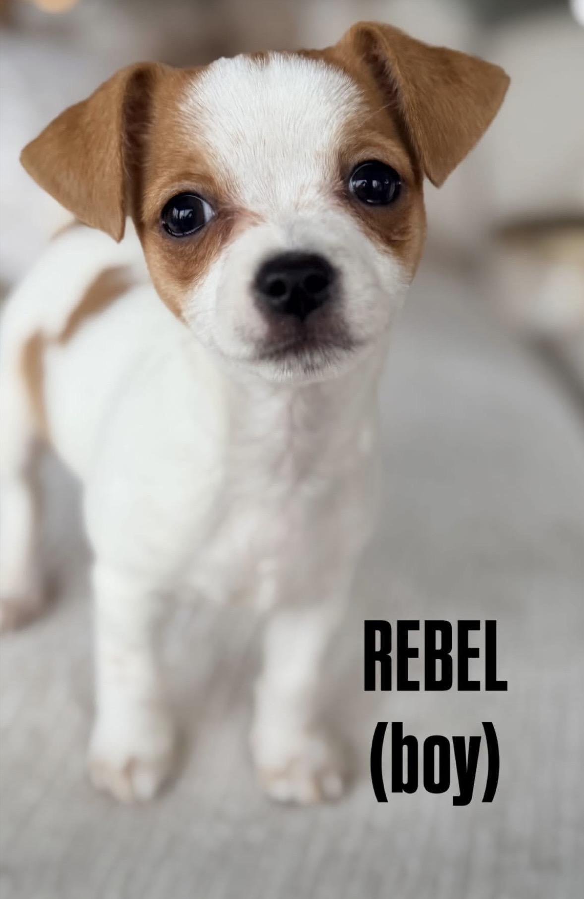 Rebel