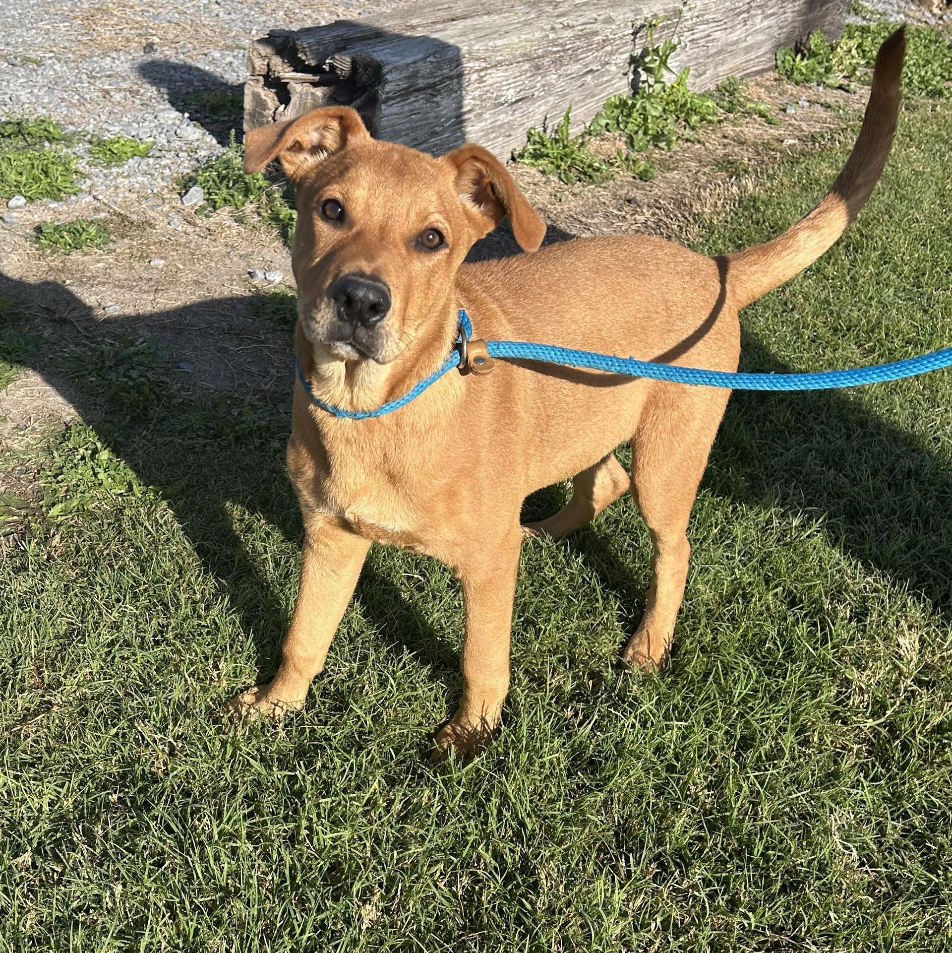 A baby medium-sized male Shepherd dog named Blitzen for adoption in Harlingen, TX