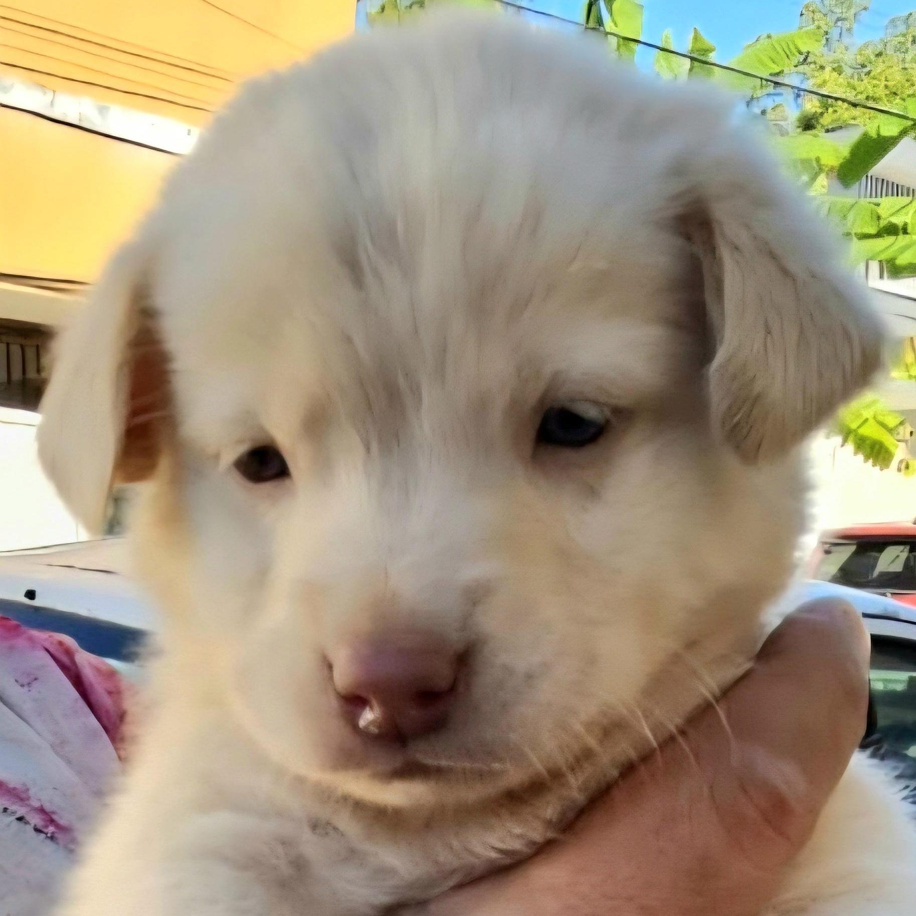 Vito "the Forever Love