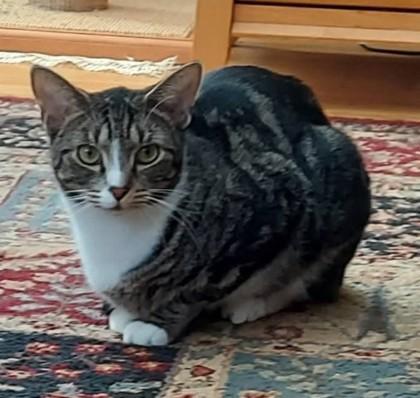 Butter Pecan Clarkson