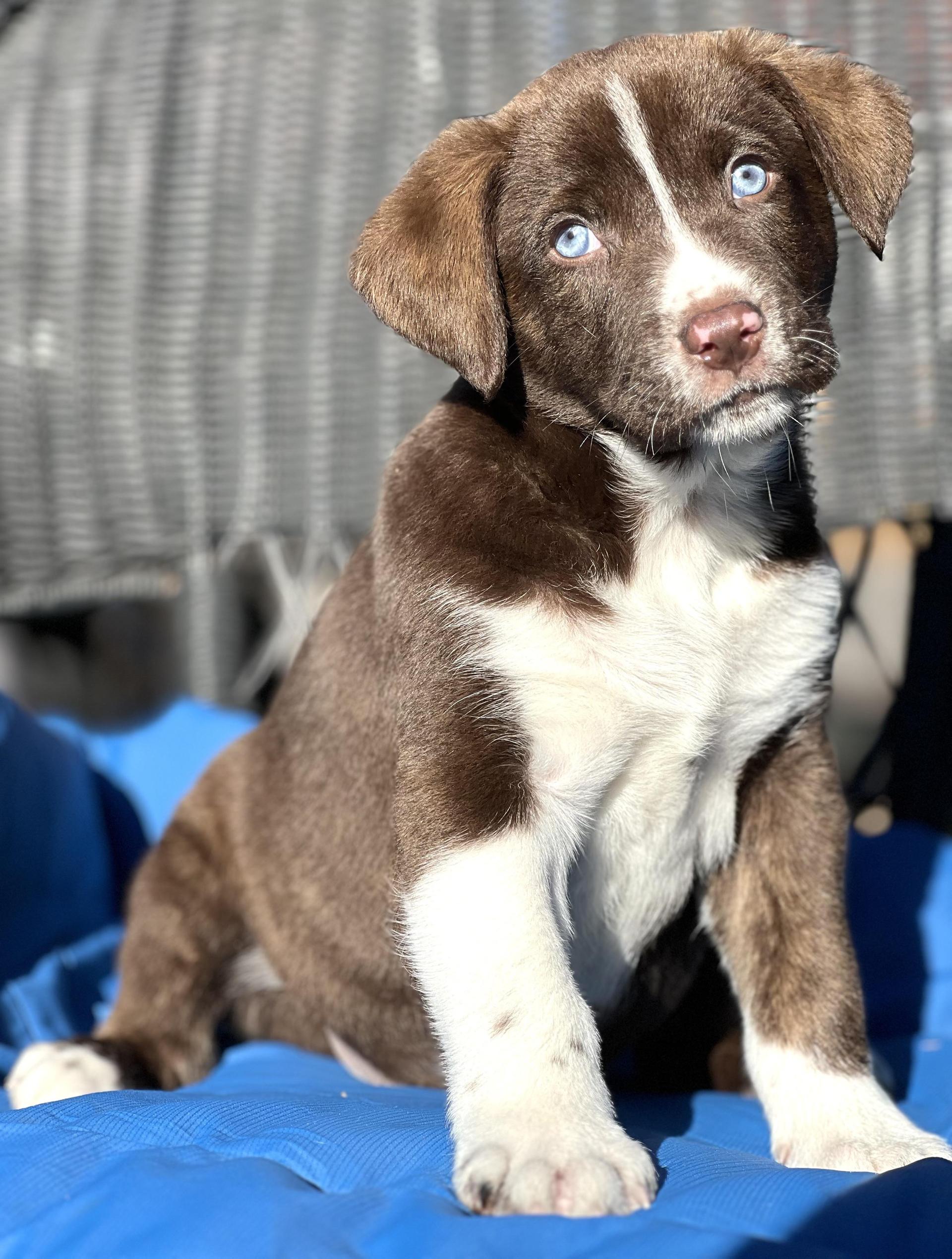 A baby medium-sized male Brown / Chocolate Mixed Breed dog named Stetson for adoption in Mt Pleasant, SC