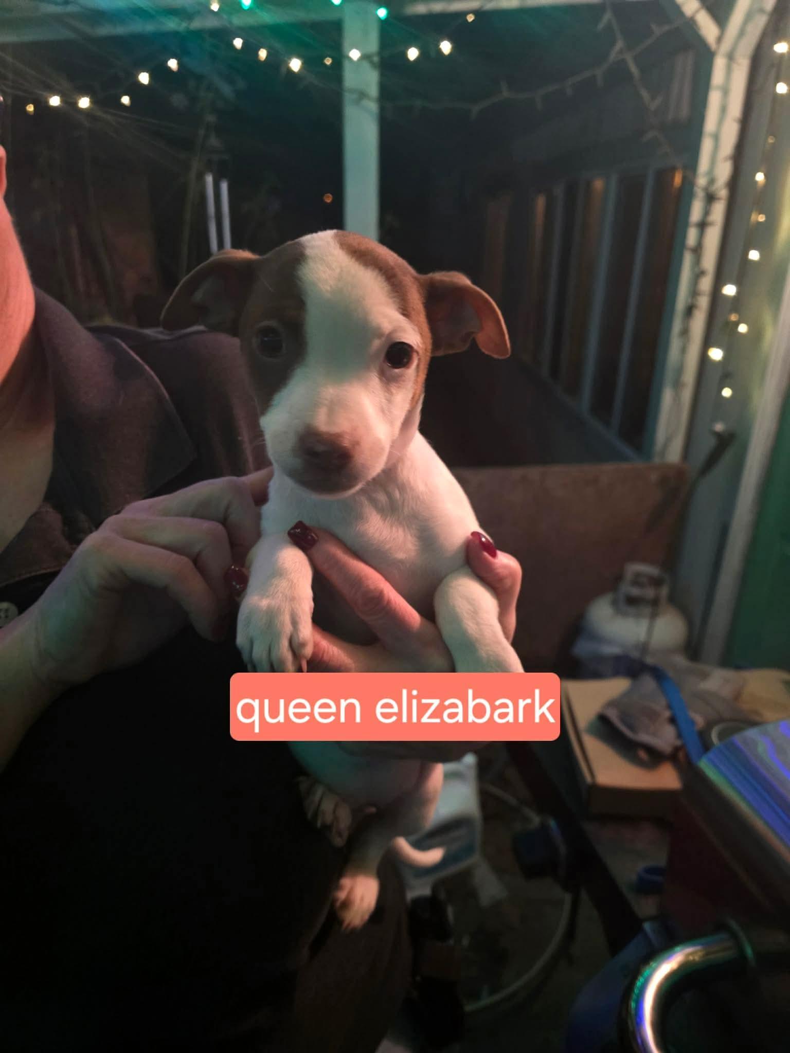 Queen Elizabark