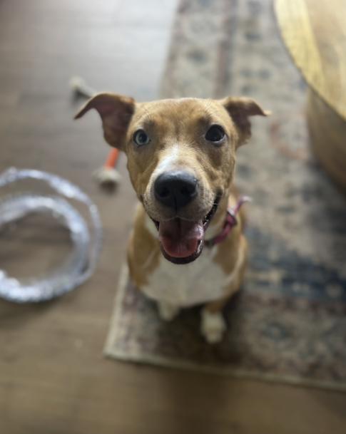 A young medium-sized female Labrador Retriever dog named Maizie for adoption in Pflugerville, TX