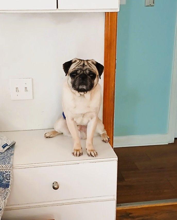 Puggo