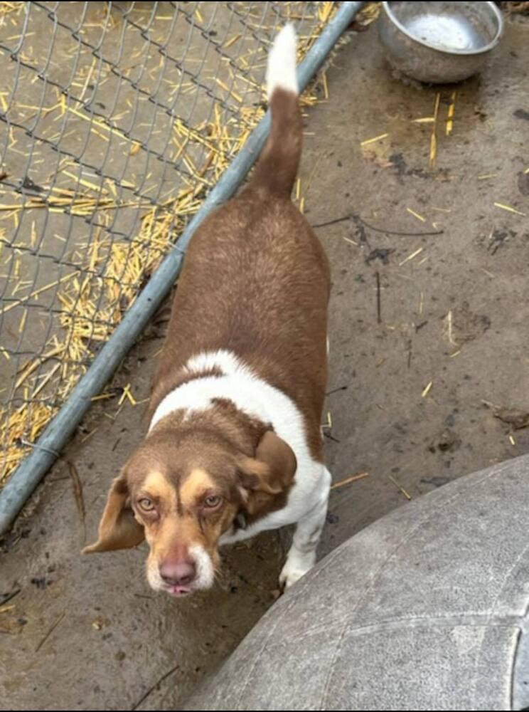 A young small-sized female Brown / Chocolate Beagle dog named Lady Coming Soon! for adoption in Shawnee Mission, KS