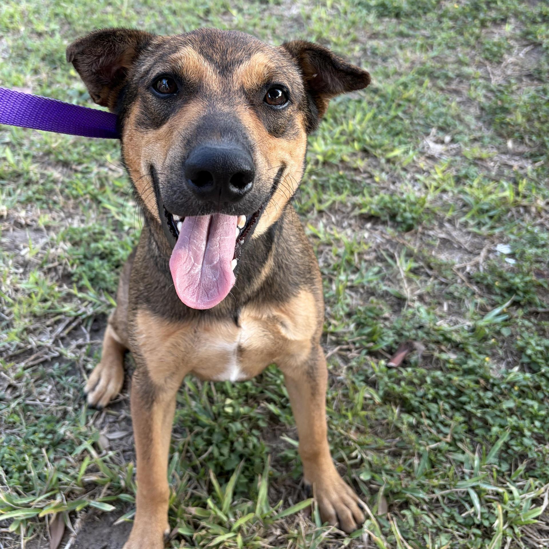 A young medium-sized male Shepherd dog named Bailey for adoption in Harlingen, TX