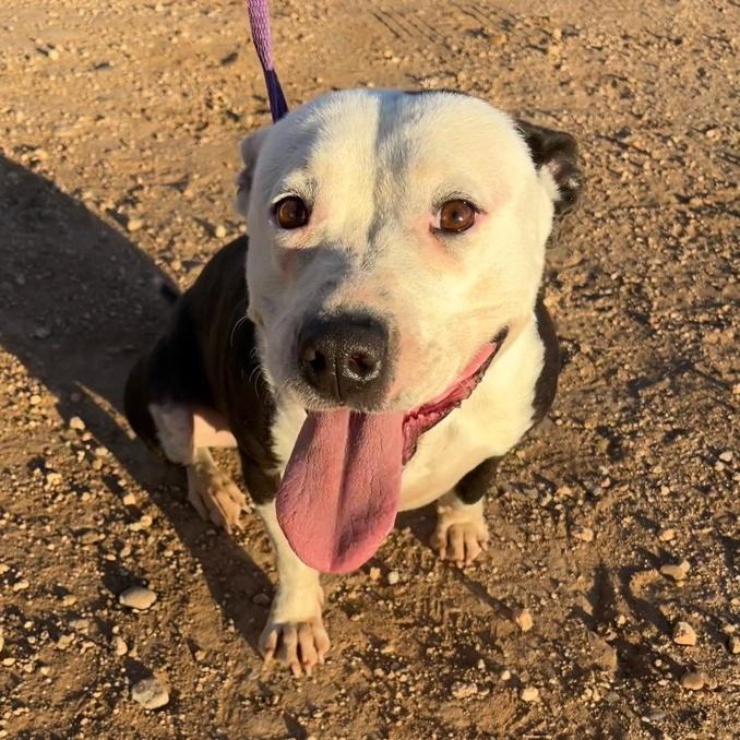 An adult medium-sized female Black Pit Bull Terrier dog named Pippin for adoption in Canyon, TX