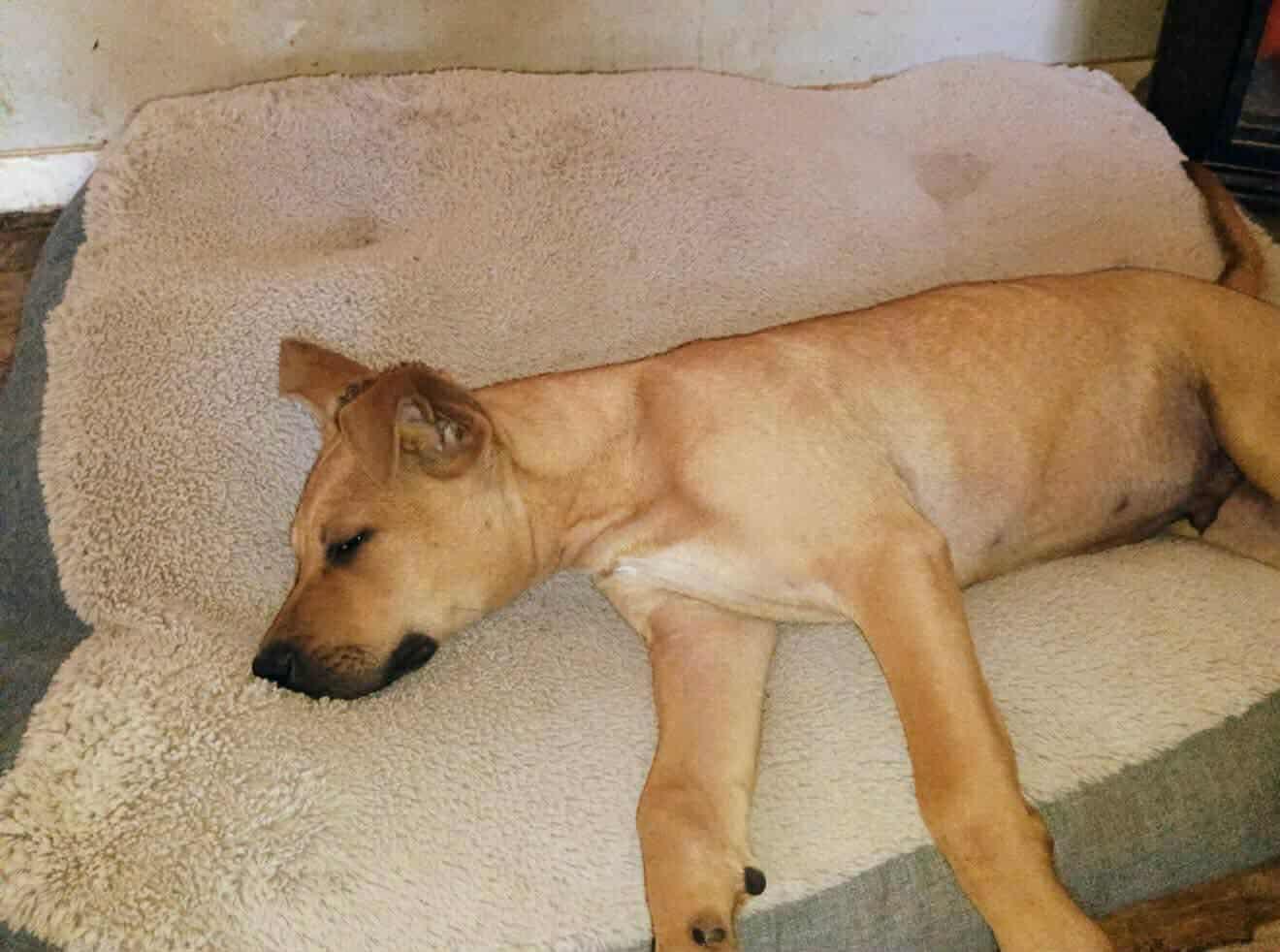 Colt Arriving photo 1