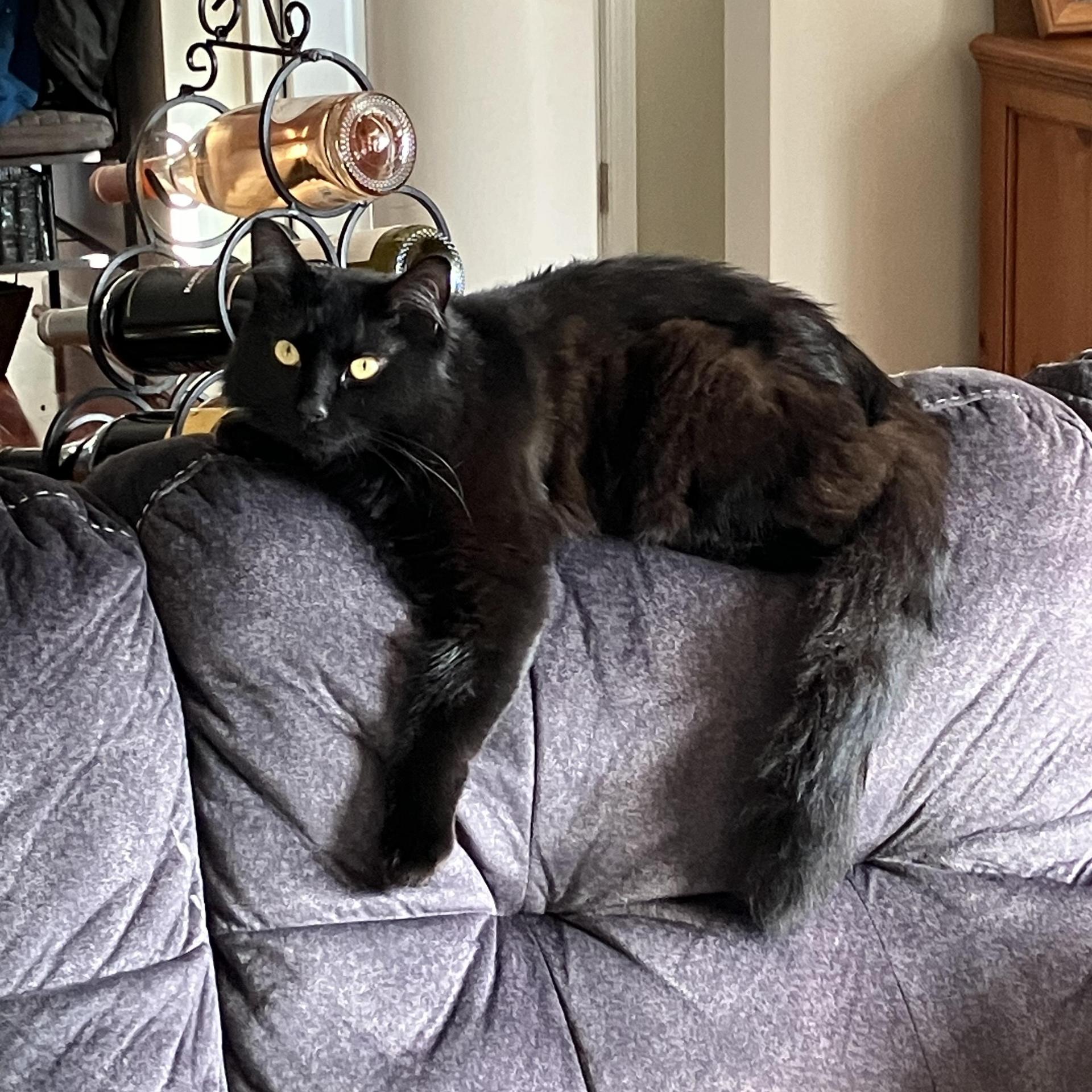 Midnightsnuggly photo 1