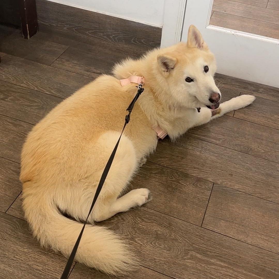 A senior medium-sized female Akita dog named Dabai for adoption in Harlingen, TX