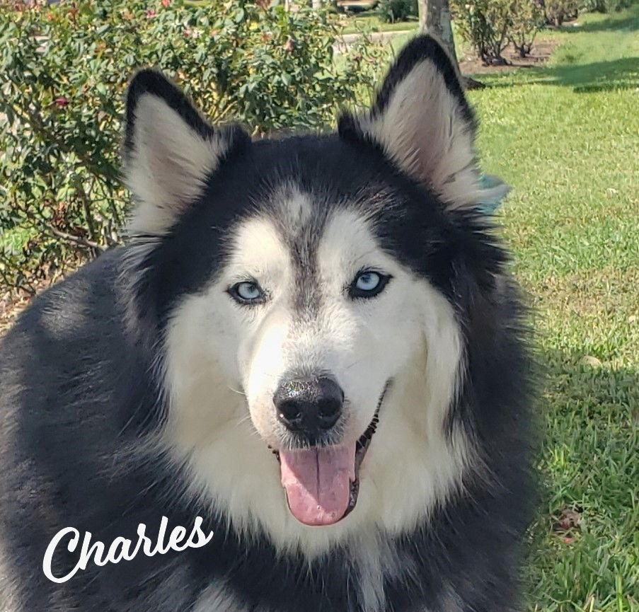 Charles Brotherofmarybeth