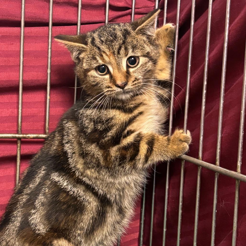 A baby small-sized female Brown / Chocolate Domestic Short Hair cat named London for adoption in Vineland, NJ