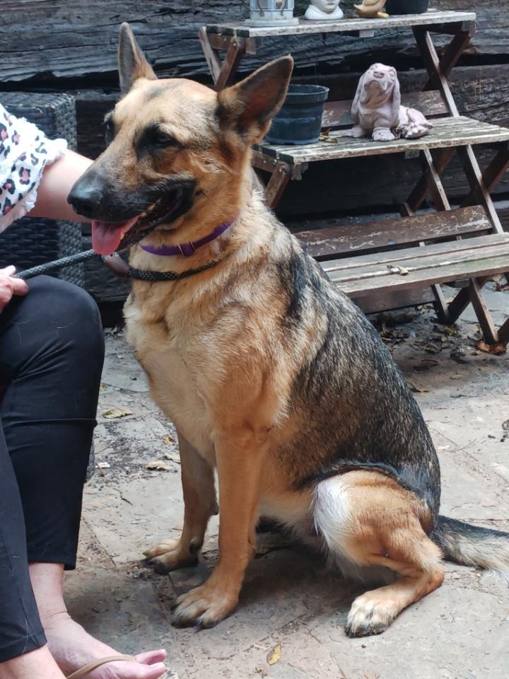 A young large-sized female Tricolor (Brown, Black, & White) German Shepherd Dog dog named Fallen for adoption in Greeneville , TN