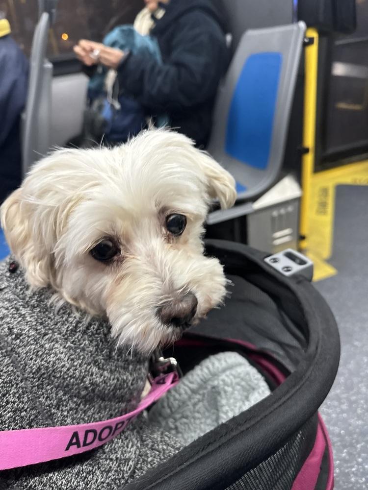 An adult small-sized female White / Cream Maltese dog named Ivory for adoption in Manhattan, NY