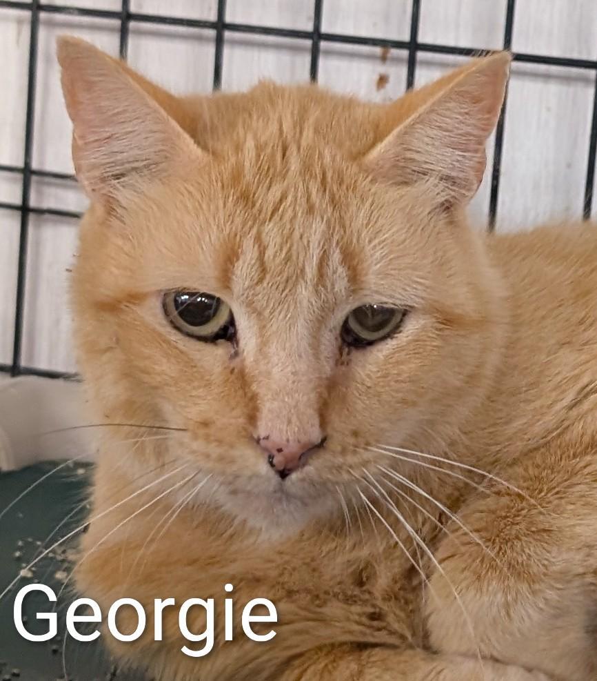 Georgie