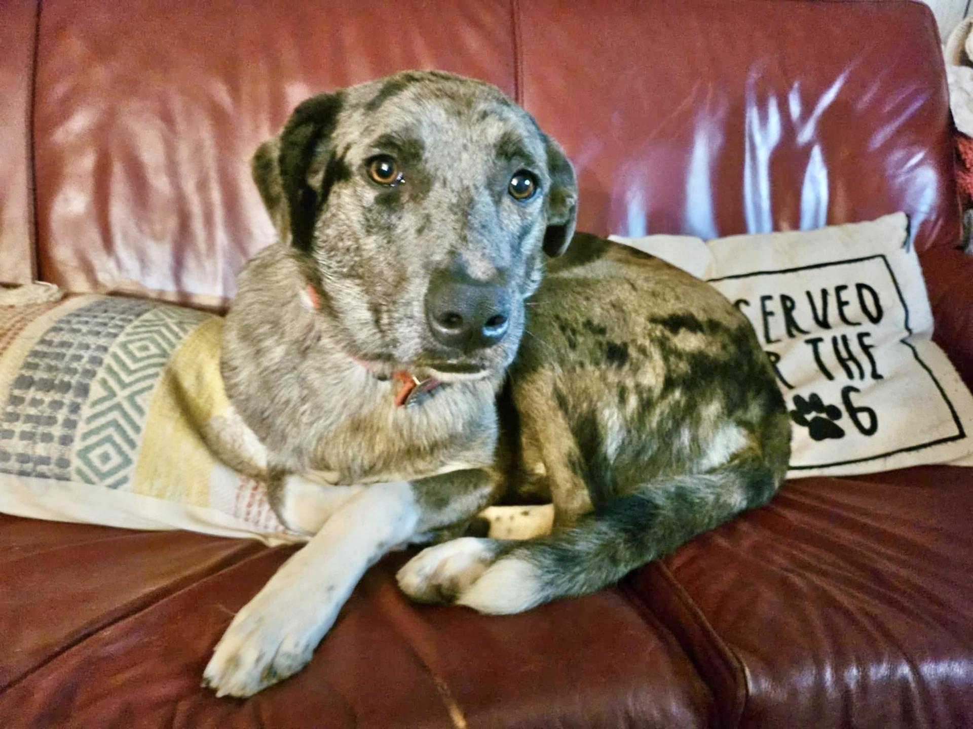 A young large-sized male Merle (Blue) Mixed Breed dog named Cash for adoption in Longview, TX