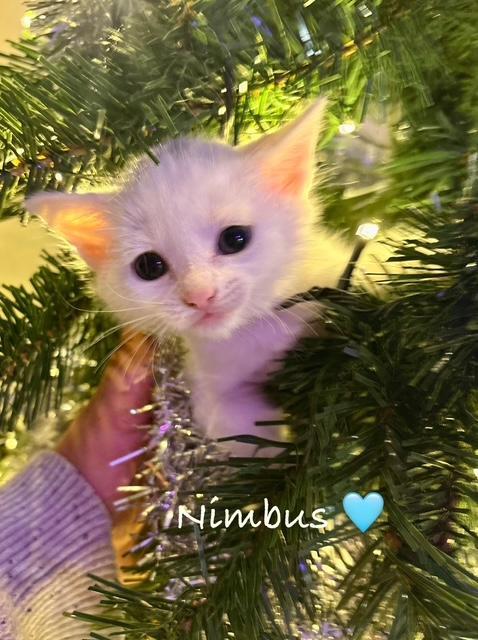 Nimbus