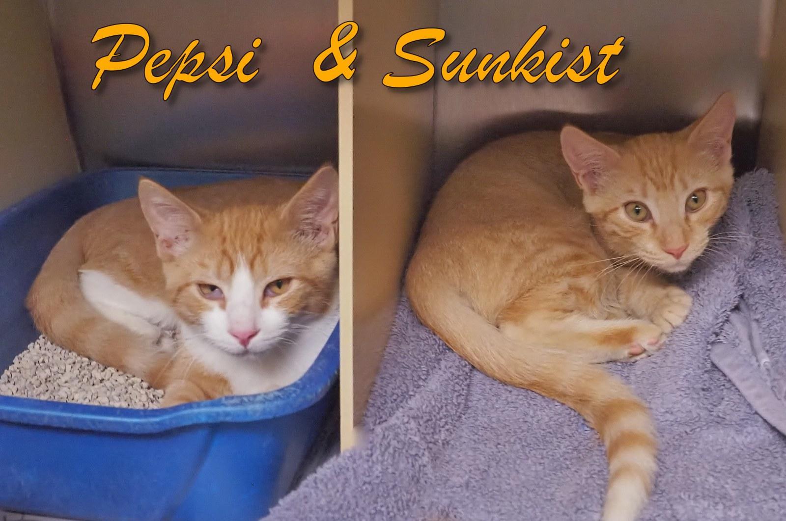 Sunkist & Pepsi