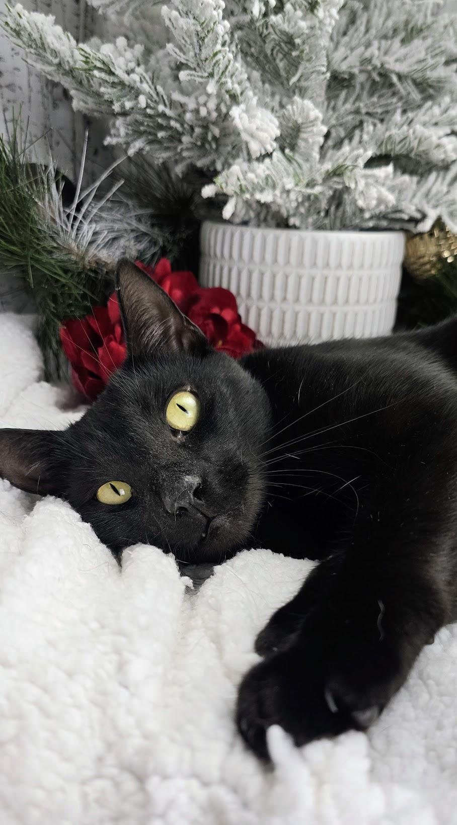 An adult medium-sized female Black Domestic Short Hair cat named Maya for adoption in Ocean Springs, MS