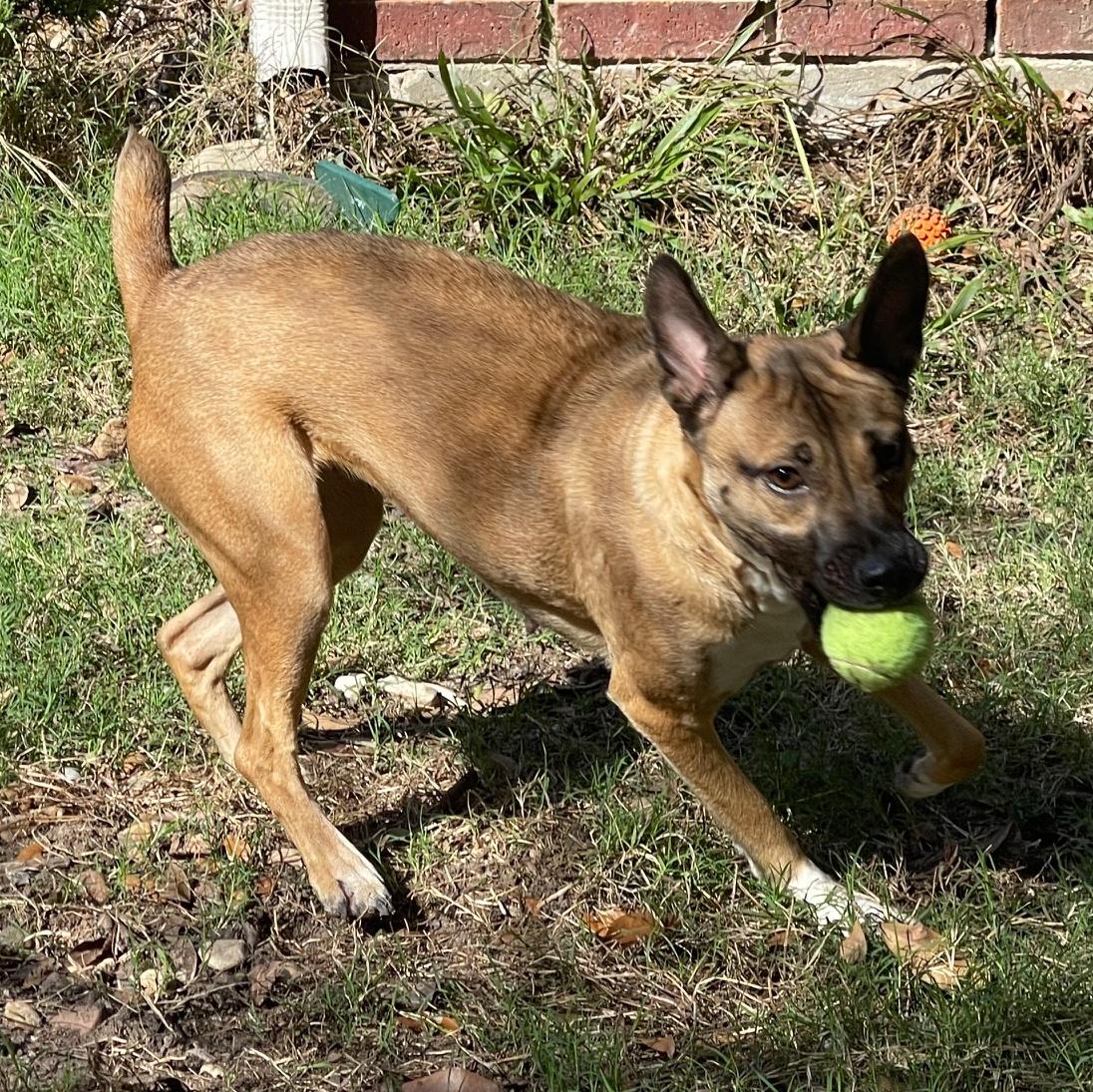 An adult medium-sized female Mixed Breed dog named Lola Bunny for adoption in Spring, TX