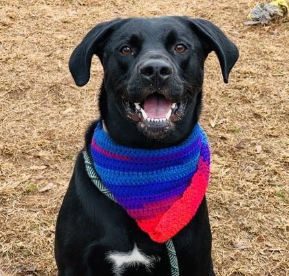 A young large-sized male Labrador Retriever dog named Bruno $ for adoption in Seneca, SC