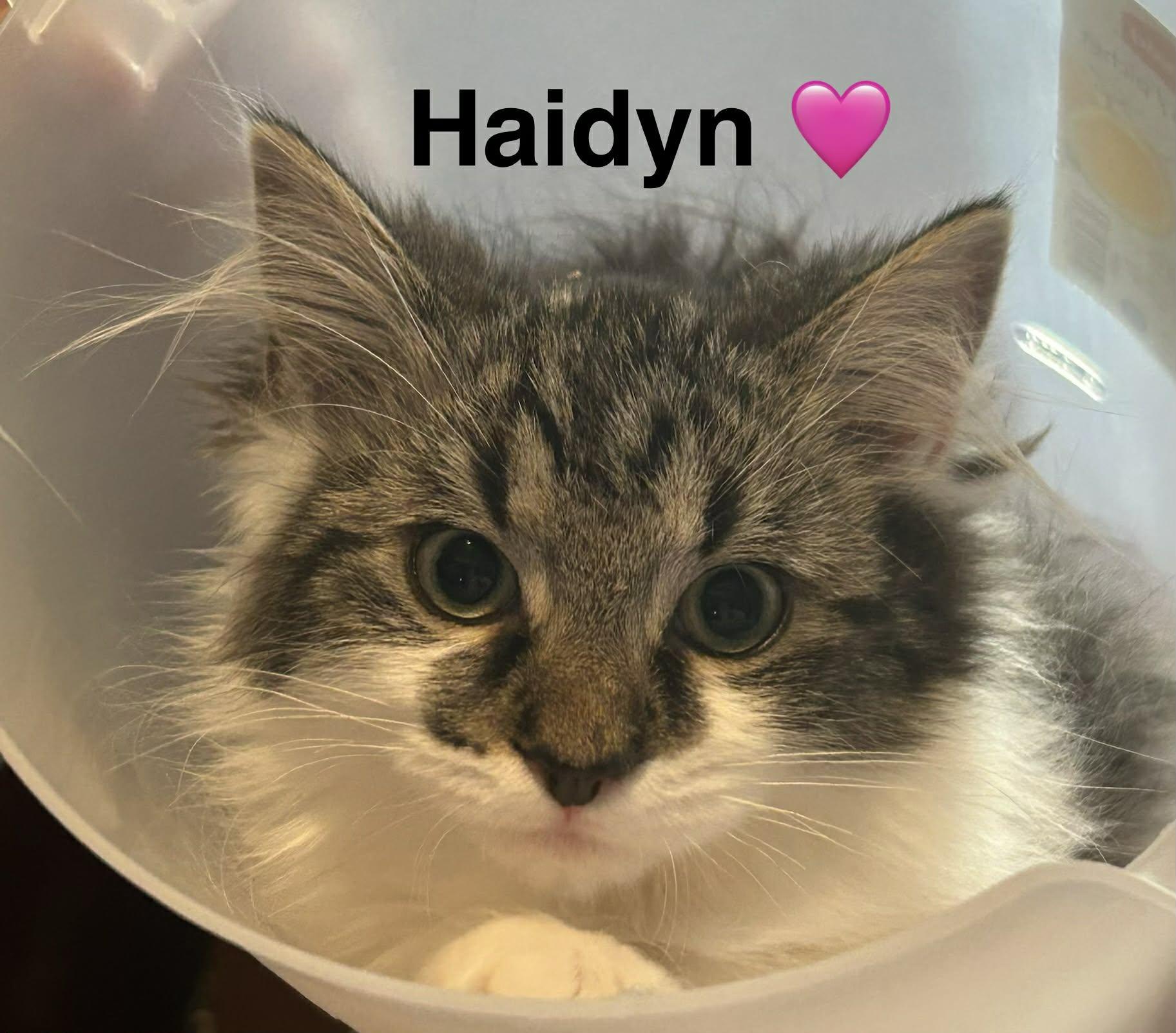 Haidyn