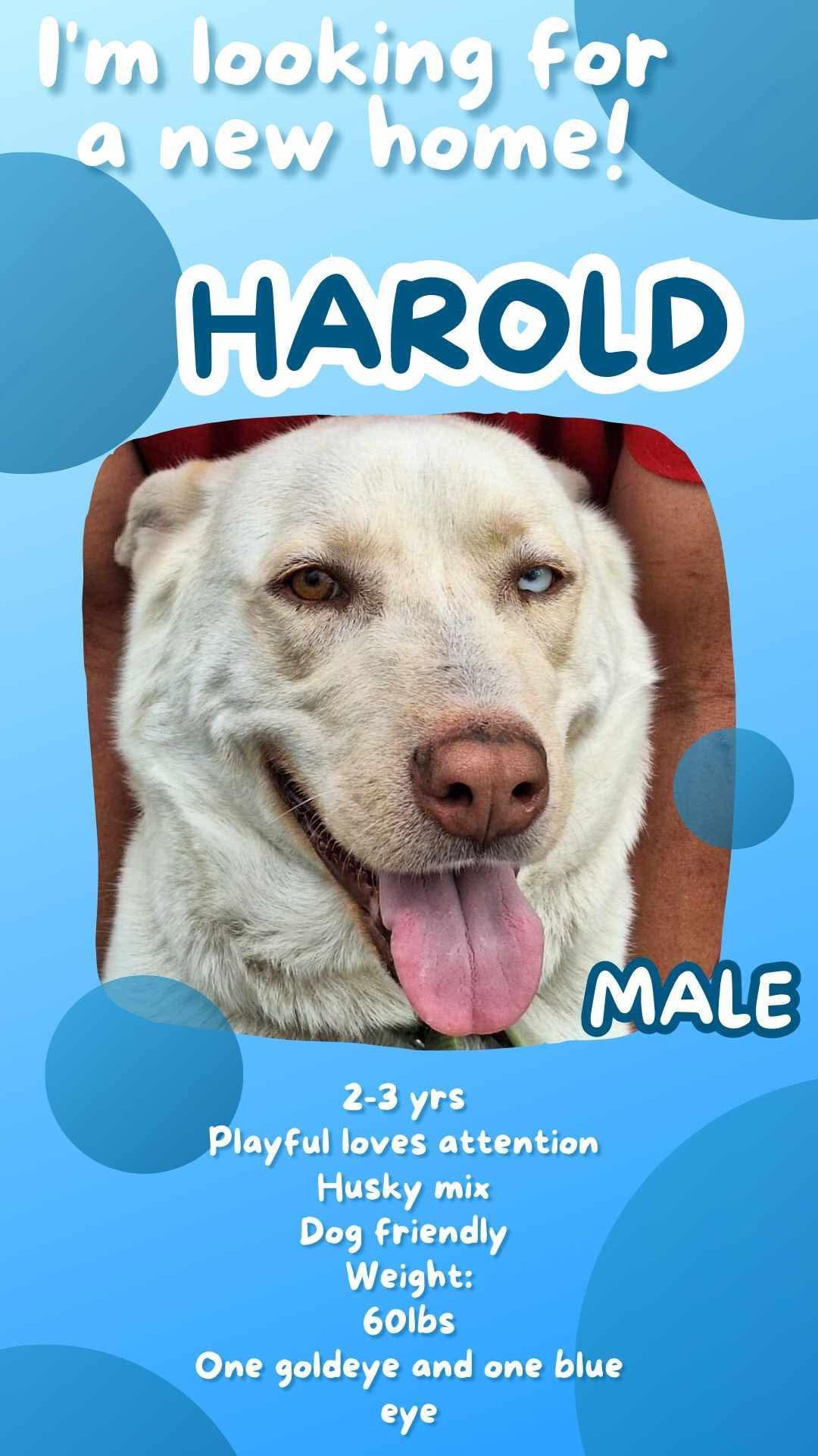 Harold